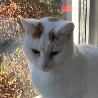 archibald@toot.cat