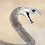 blackmamba@infosec.exchange