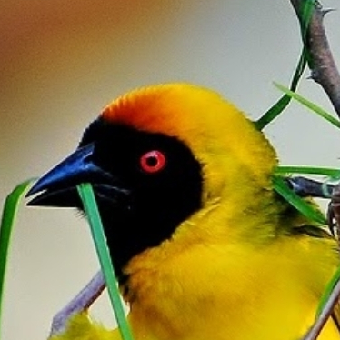 maskedweaver@infosec.exchange
