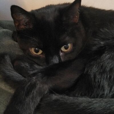 catbailey@infosec.space