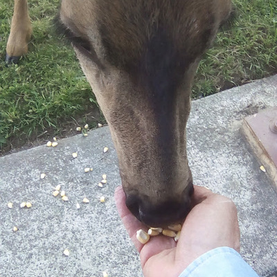 DeerWhispers@universeodon.com