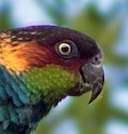 rimu@piefed.social