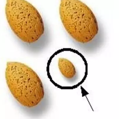 Almond@lanciano.it