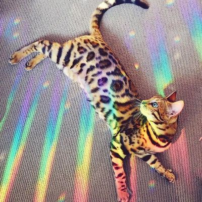 yela@chaos.social
