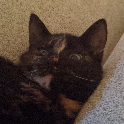 hvangalen@mastodon.nl