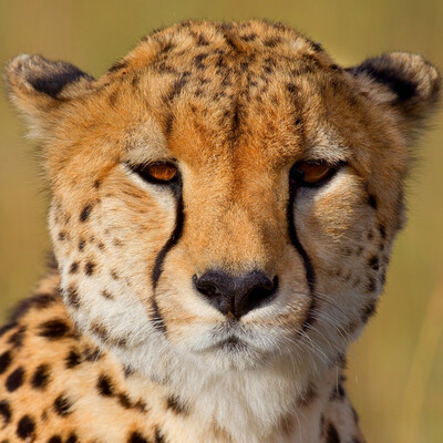 cheetah_a_day@botsinbox.net