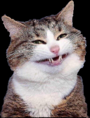 catte