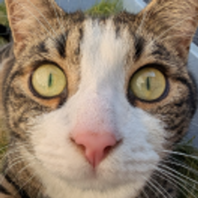 cats@goose.social
